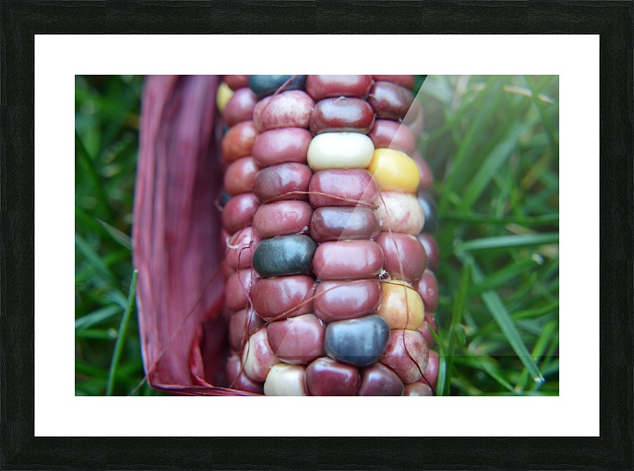 Jewel Corn 2 Picture Frame print