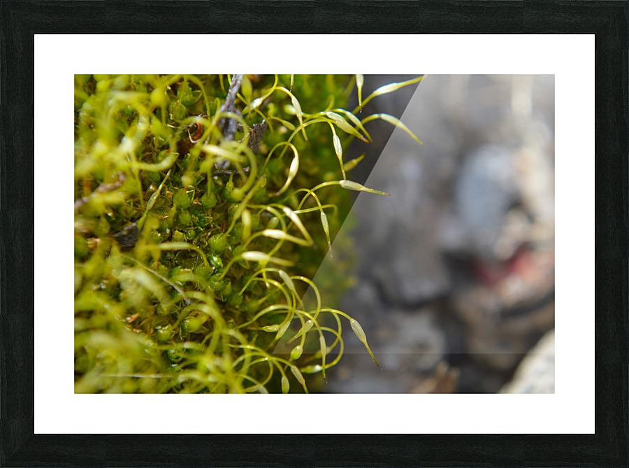 Green Moss Picture Frame print