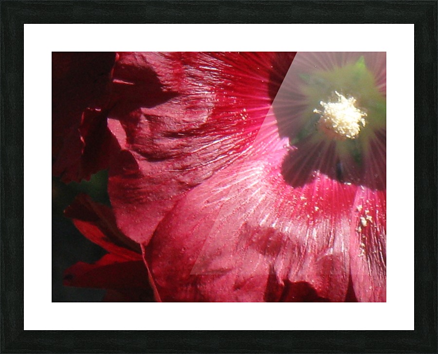 Red Hollyhock Picture Frame print