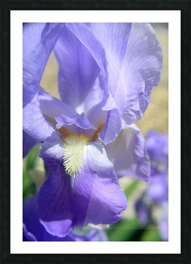 Light Purple Bearded Iris Picture Frame print