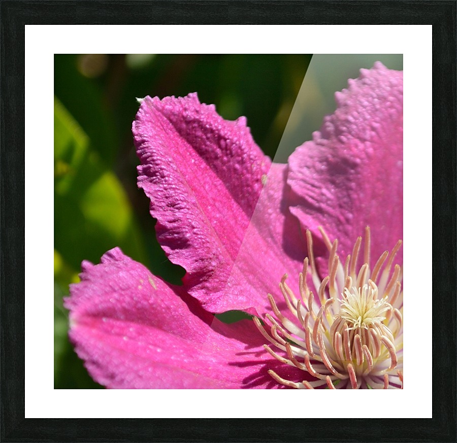 Clematis Comtesse de Bouchaud Picture Frame print