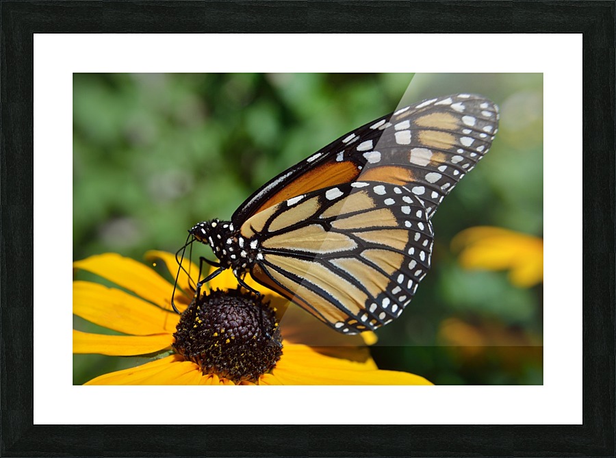Monarch Butterfly Picture Frame print