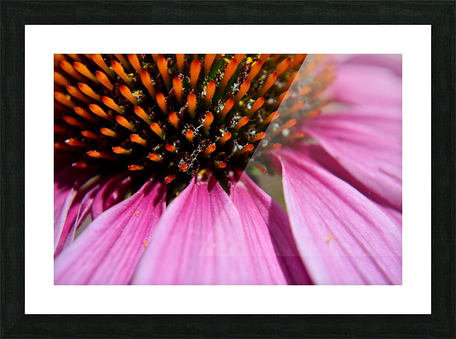 Purple Coneflower Picture Frame print