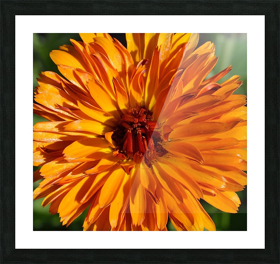Orange Calendula Flower Picture Frame print