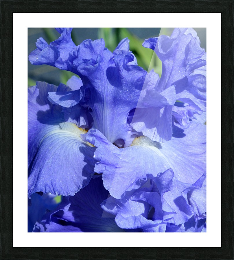 Metoleus Blue Bearded Iris Picture Frame print