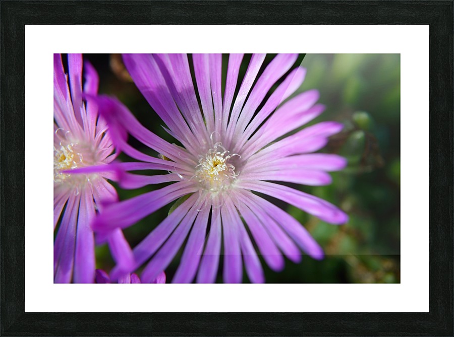 Ice Plant macro Picture Frame print