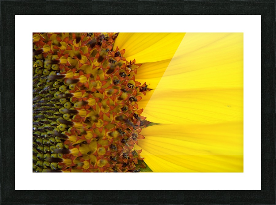 Sunflower American Giant variety macro Picture Frame print