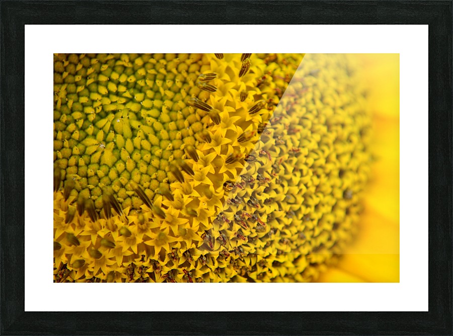 Sunflower Skyscraper Variety Picture Frame print