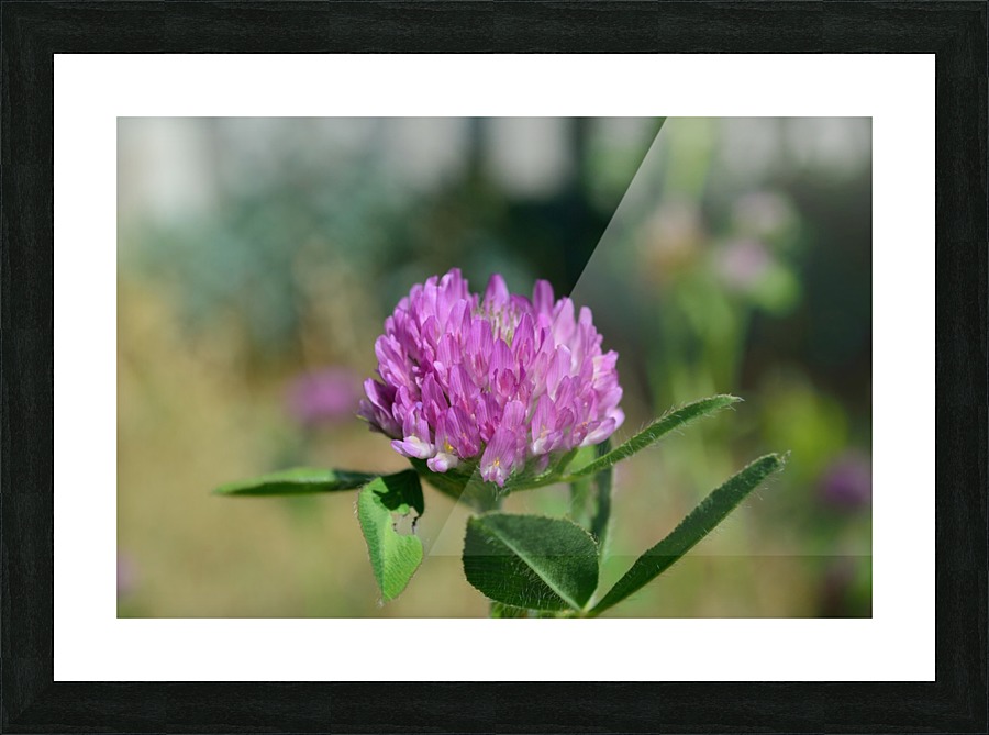 Red Clover Flower Macro Picture Frame print
