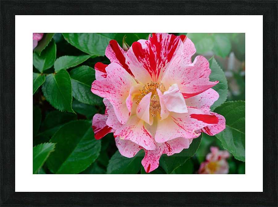 George Burns Floribunda Rose Picture Frame print