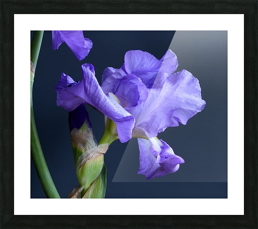 Purple Bearded Iris Picture Frame print