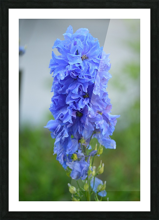 Blue Delphinium - Pacific Giant Picture Frame print