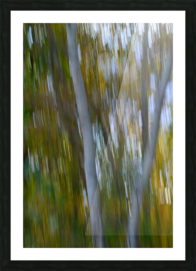 Birch Trees Autumn Picture Frame print