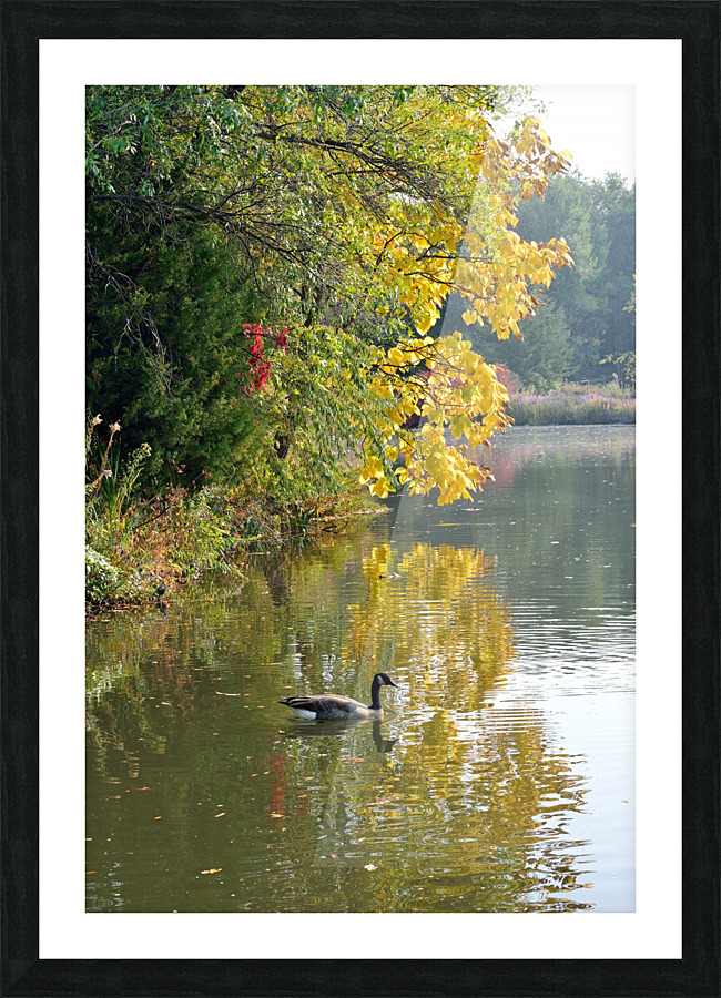 Canadian Goose Autumn Pond Reflections Picture Frame print