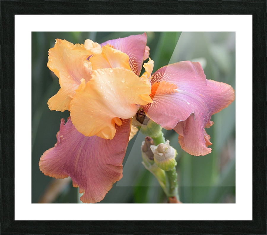 Adobe Rose Bearded Iris Picture Frame print