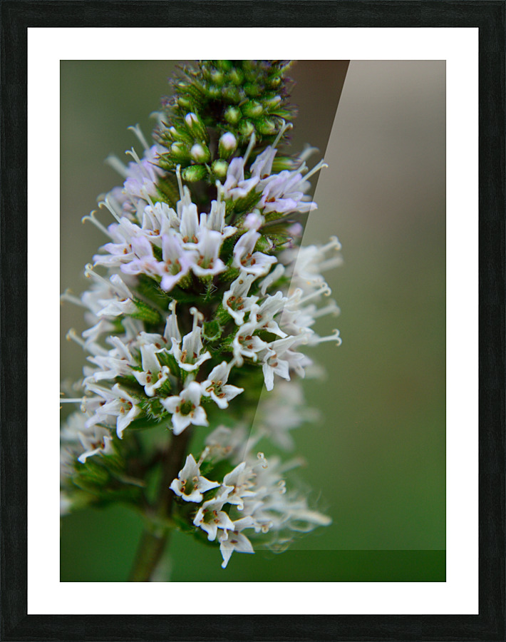 Chocolate Mint Flowers Macro Picture Frame print