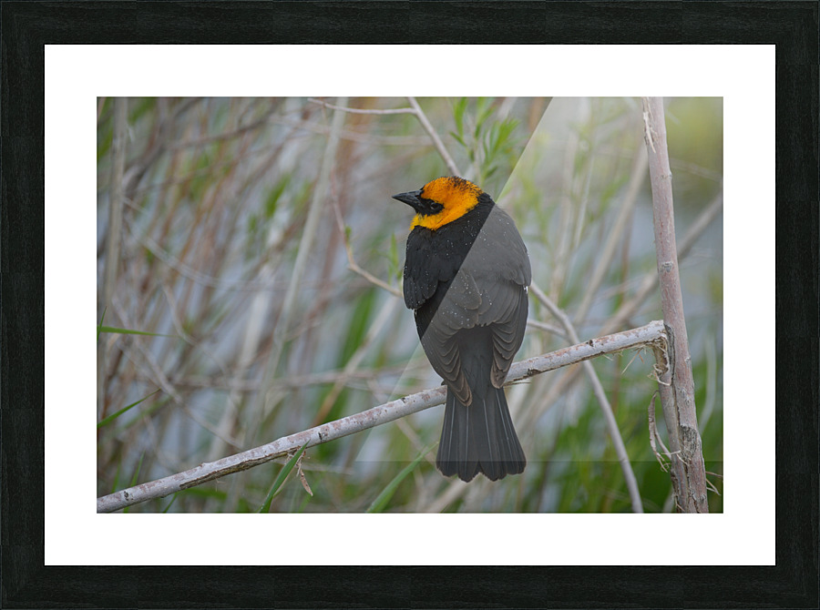 Yellow Headed Blackbird Picture Frame print