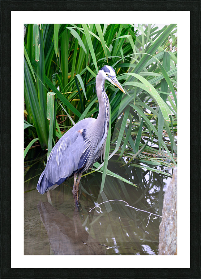 Blue heron standing in a pond Picture Frame print