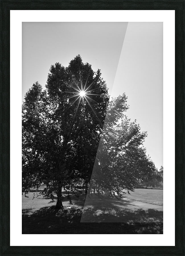 Starburst Tree Picture Frame print