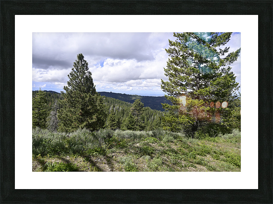 Boise National Forest 1 Picture Frame print