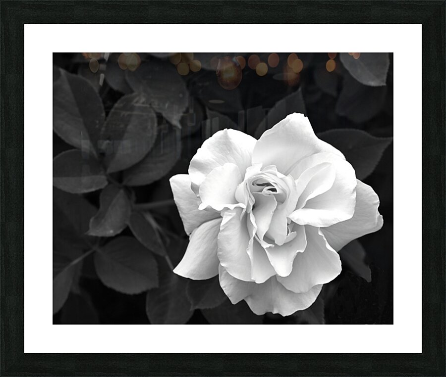 Elegant White Rose in Monochrome Picture Frame print