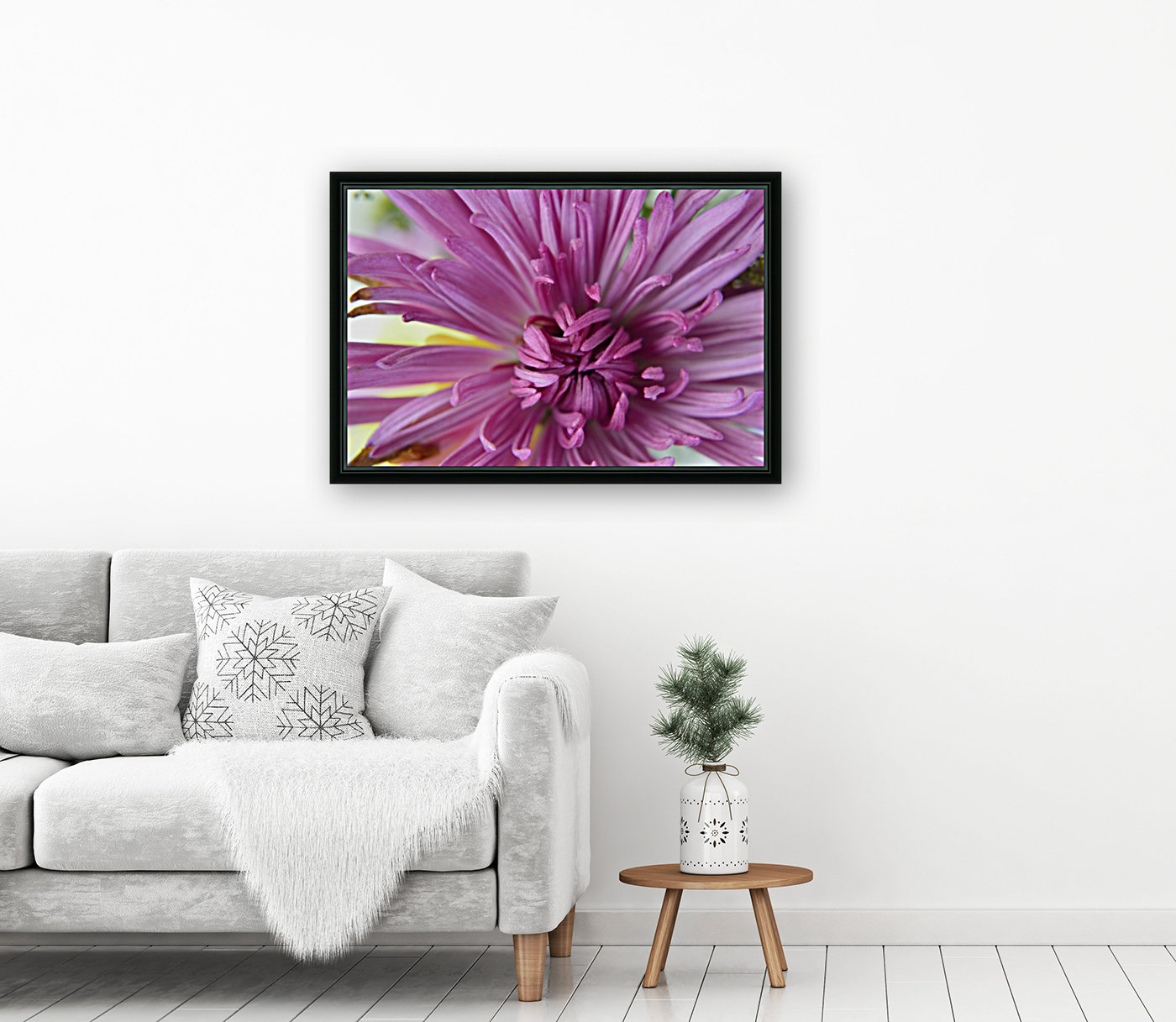 Fuscia-Colored Aster Reproduction
