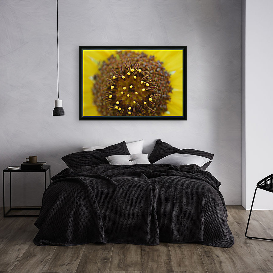 Sunflower Stars Reproduction