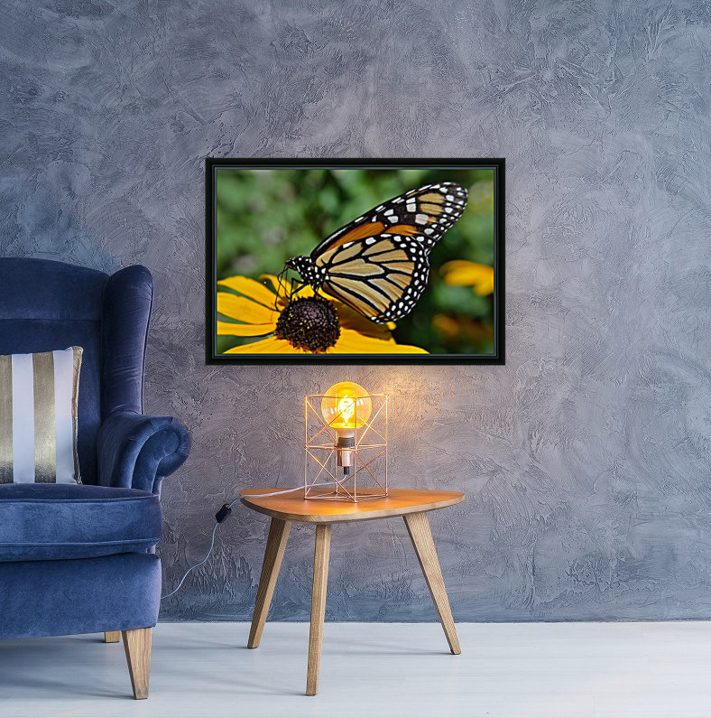 Monarch Butterfly Reproduction