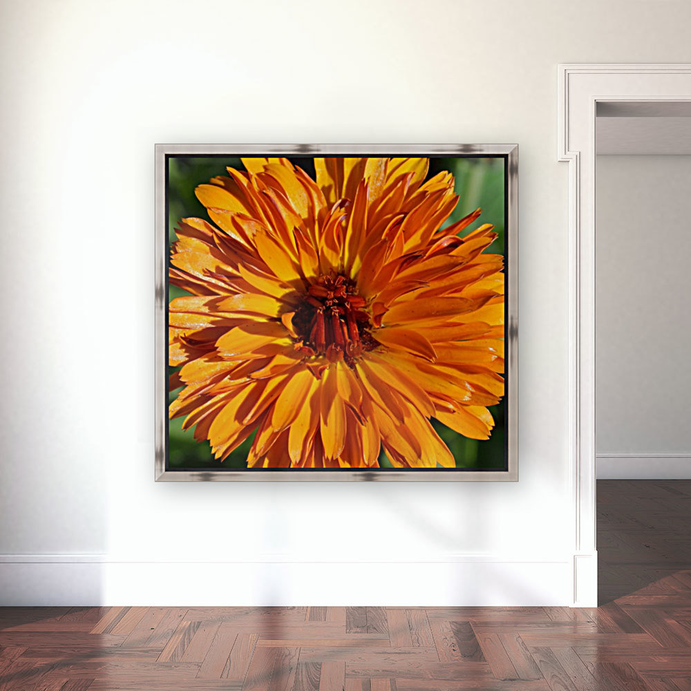 Orange Calendula Flower Reproduction