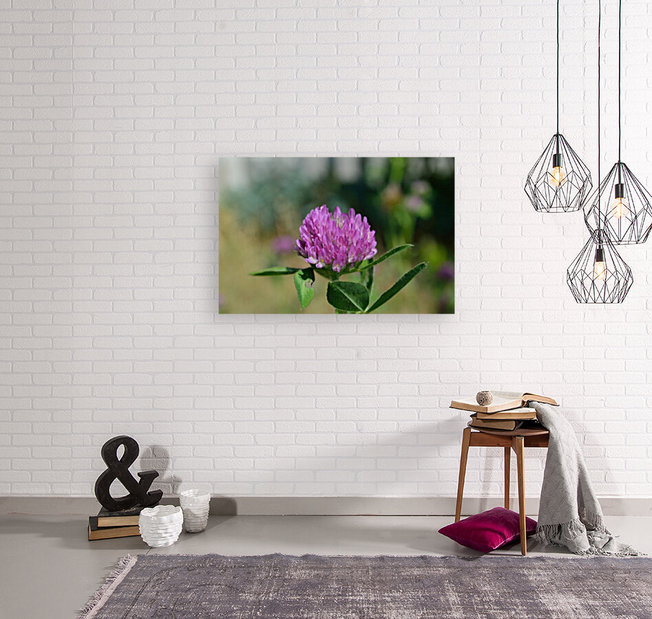 Red Clover Flower Macro Reproduction