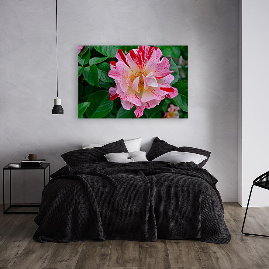 George Burns Floribunda Rose Reproduction