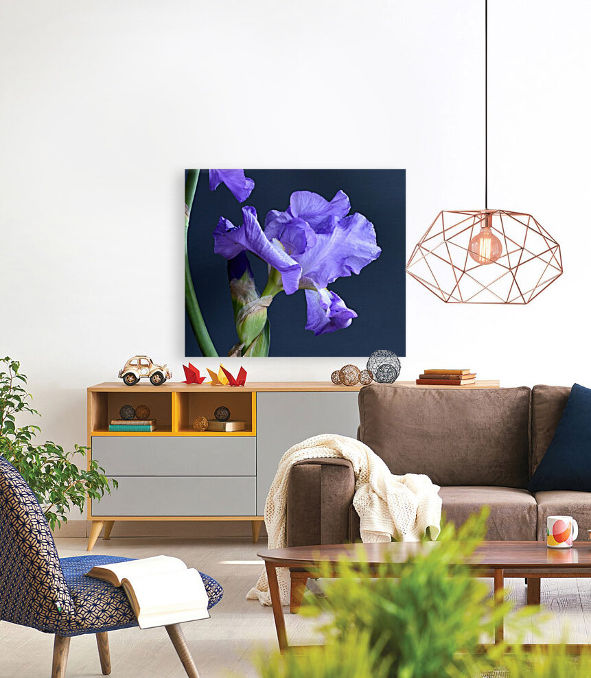Purple Bearded Iris Reproduction