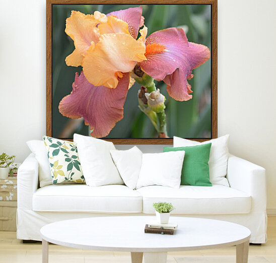 Adobe Rose Bearded Iris Reproduction