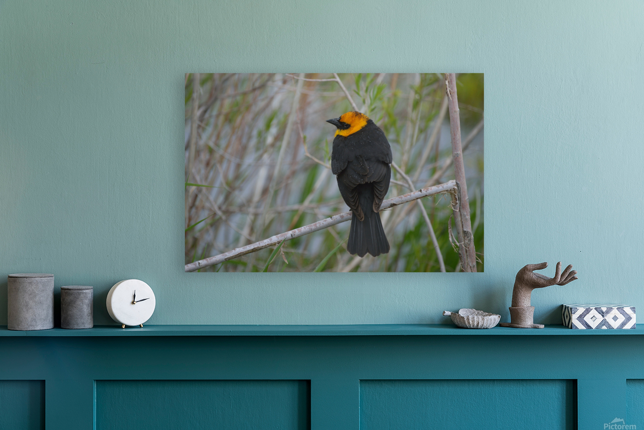 Yellow Headed Blackbird Reproduction