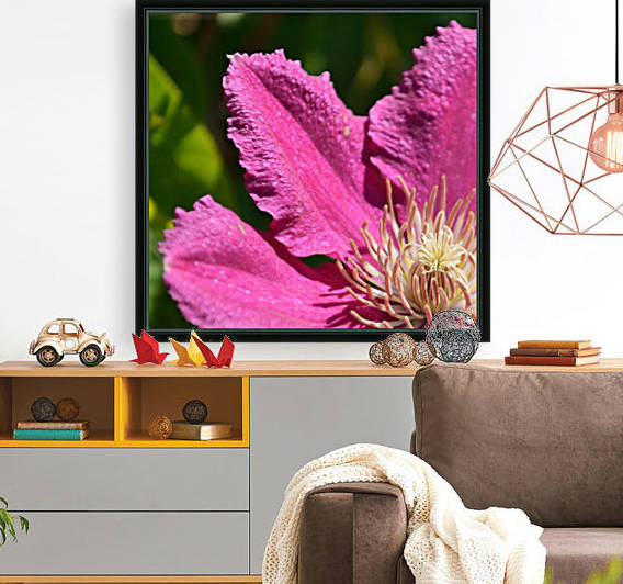 Clematis Comtesse de Bouchaud by Michelle K Wood