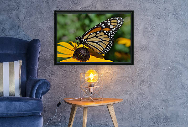 Monarch Butterfly by Michelle K Wood