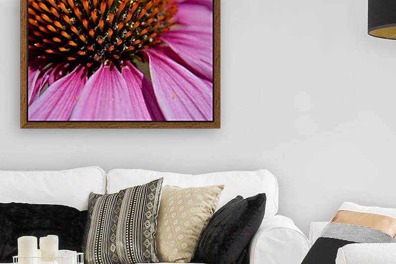 Purple Coneflower Reproduction
