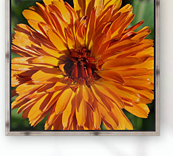 Orange Calendula Flower by Michelle K Wood