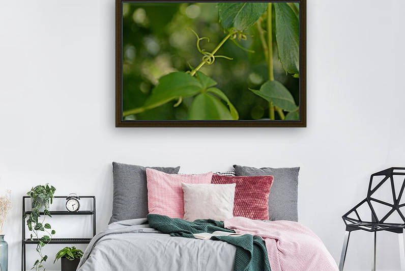 Virginia Creeper Vine by Michelle K Wood