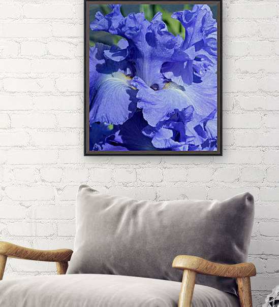 Metoleus Blue Bearded Iris Reproduction
