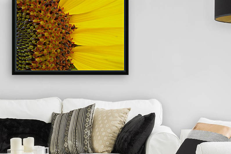 Sunflower American Giant variety macro Reproduction