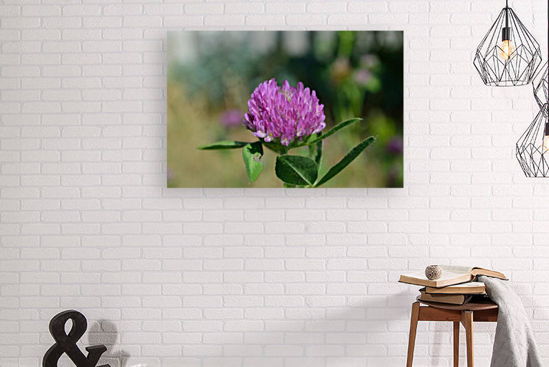 Red Clover Flower Macro by Michelle K Wood