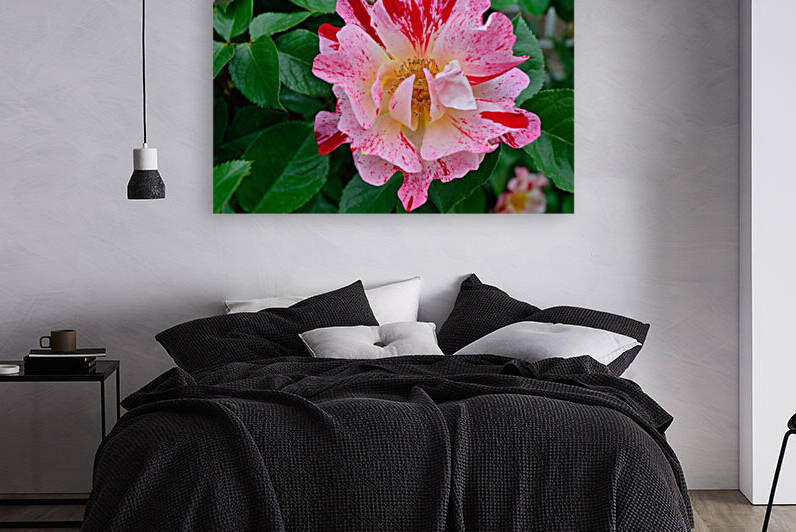 George Burns Floribunda Rose by Michelle K Wood