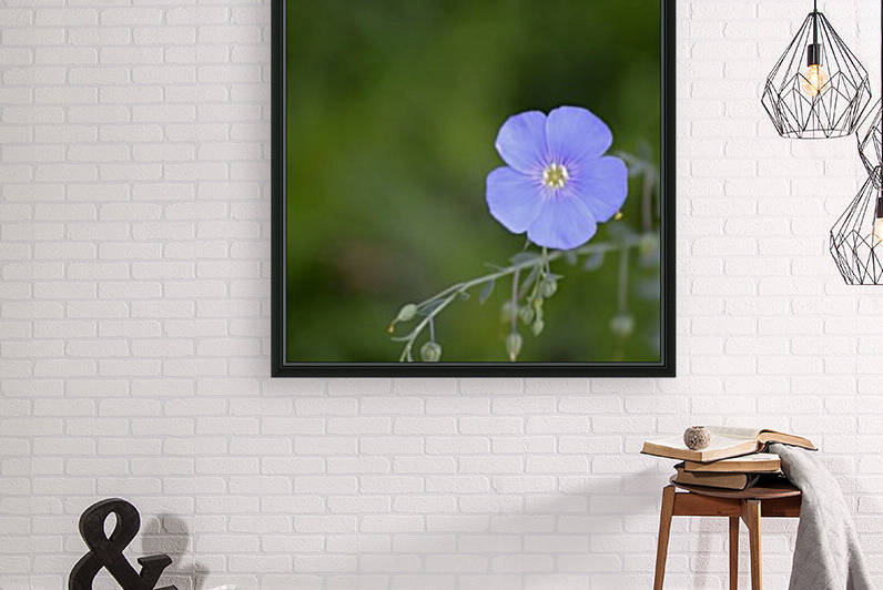 Perennial Blue Flax Wildflower - Linum Perenne by Michelle K Wood