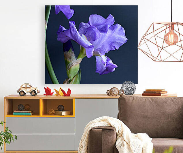 Purple Bearded Iris by Michelle K Wood