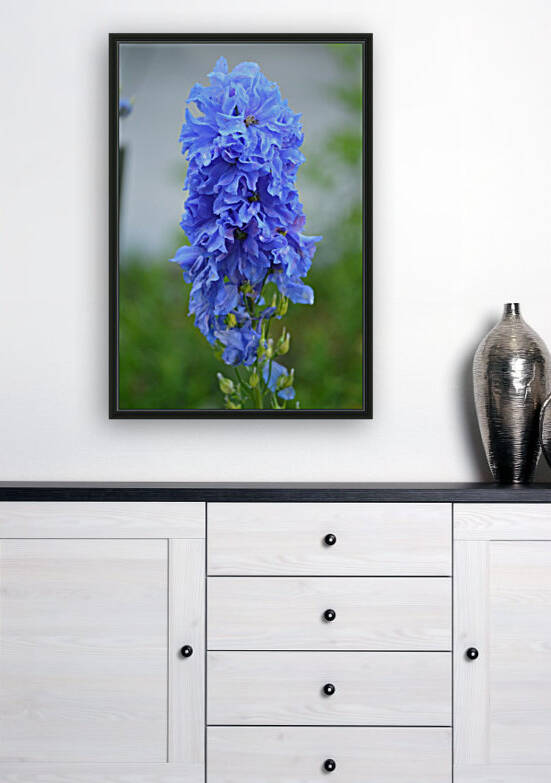 Blue Delphinium - Pacific Giant Reproduction