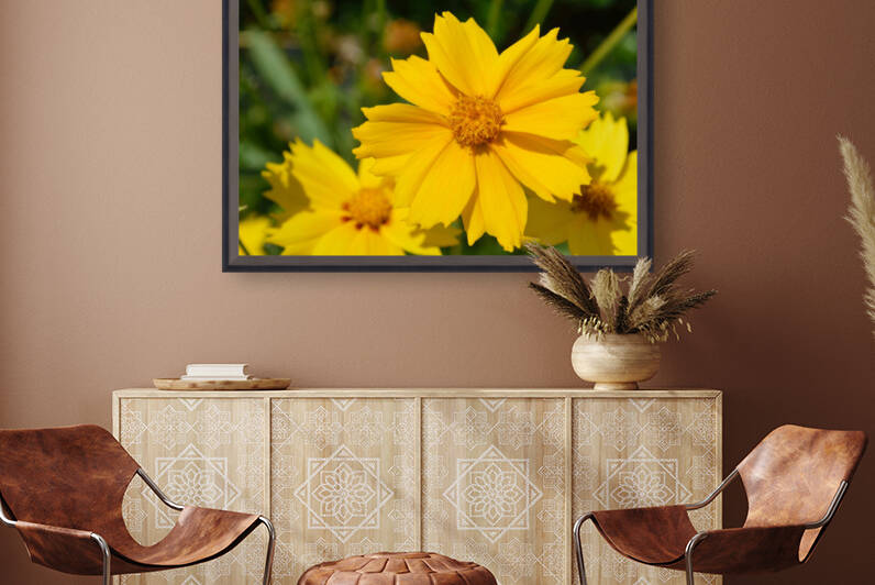Lance-leaved Coreopsis Coreopsis lanceolata closeup by Michelle K Wood