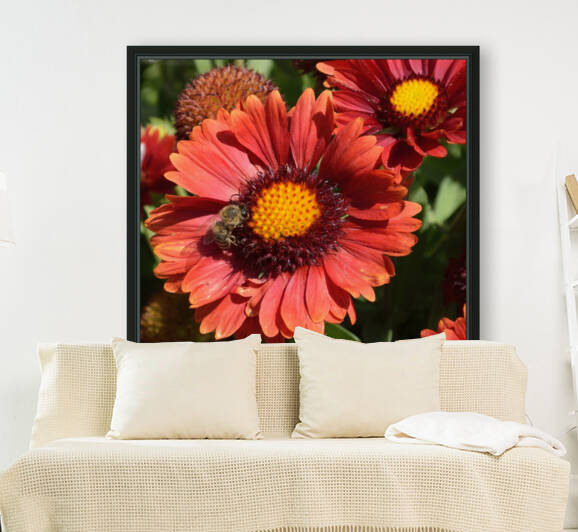 Red Gaillardia with Bee Gaillardia pulchella by Michelle K Wood