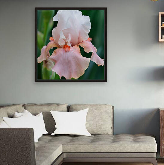 Sugar Magnolia Bearded Iris by Michelle K Wood