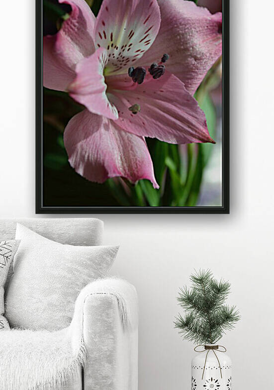 Peruvian lily - Lily of the Incas - Alstroemeria by Michelle K Wood